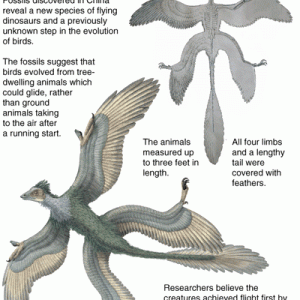 030122_sci_dinosaur.gif