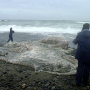 story.giant.sea.creature.jpg
