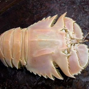 slipperlobstermn.jpg