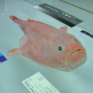 coffinfish2.jpg