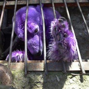 purple-bear_072203.jpg