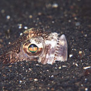 fishteeth.jpg
