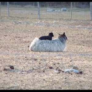 sheep on south gotland.jpg