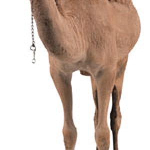 camel.jpg