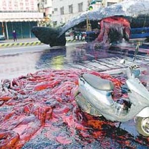 taiwanwhale.jpg