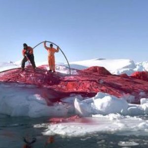 capt.cop80103251517.greenland_red_iceberg_cop801.jpg