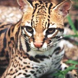 ocelot-0001.jpg