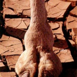 camel_toe_hoof.jpg