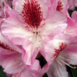 pink.jpg