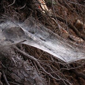 Spider-web.jpg