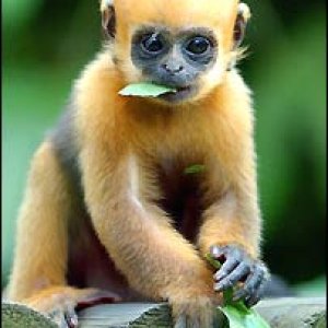 monkey.jpg