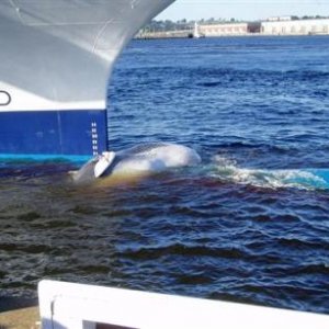 impale-a-whale.jpg