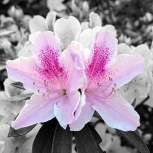 black and white and color.jpg