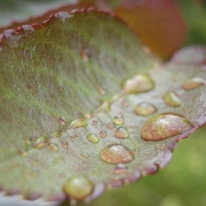 Nice Leaf.jpg