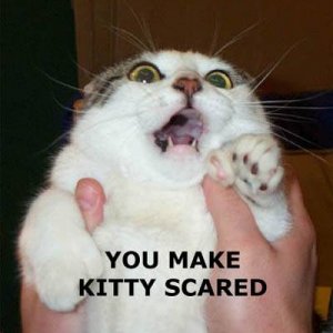 scared_kitty.jpg