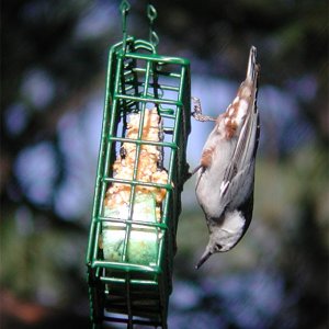 Nuthatch.jpg