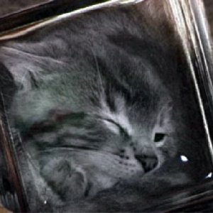squishGray.jpg