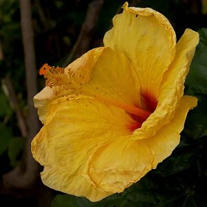 Hawaii~Maui Pictures original.jpg