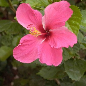 Hawaii~Maui Pictures 155 copy.jpg