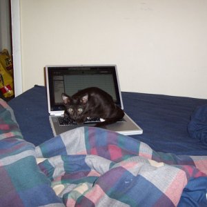 catpb.jpg