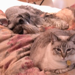 pets.jpg