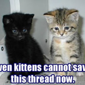 kittens-cant-save.jpg