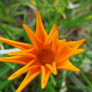 flower3.jpg