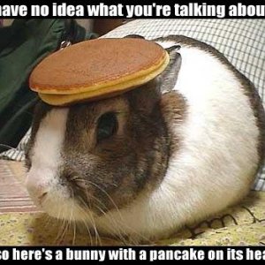 pancakebunny.jpg