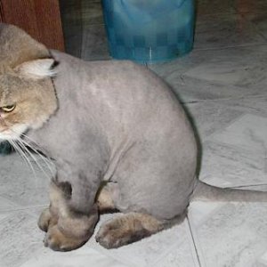 lioncut1.jpg