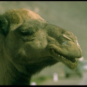 Camel%20471098.jpg