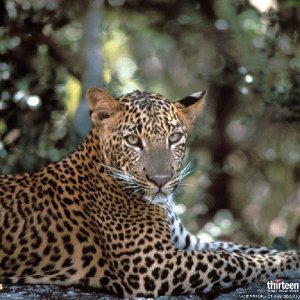 leopards_large.jpg