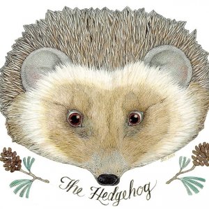 the_hedgehog.jpg