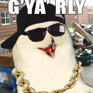 Owl - GYaRly.jpg