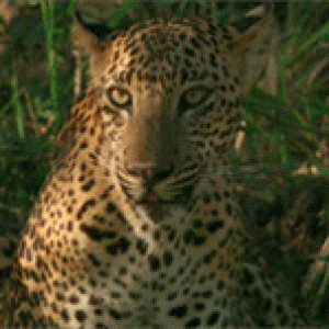 Leopard-170.gif