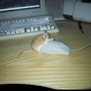 Mouse_on_Mouse_Action.jpg