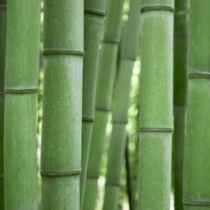 Bamboo Grove.jpg