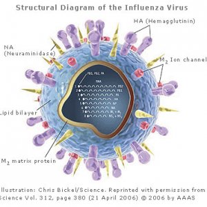 diagram_virus_thumb.jpg