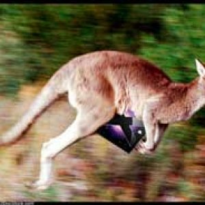 Kangaroo.jpg