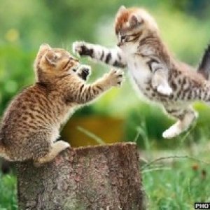 flying-cat-fight.jpg