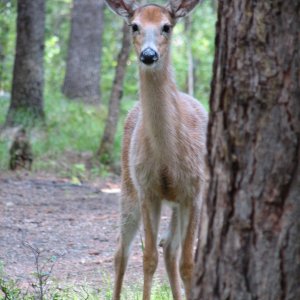 Deer behind tree.jpg
