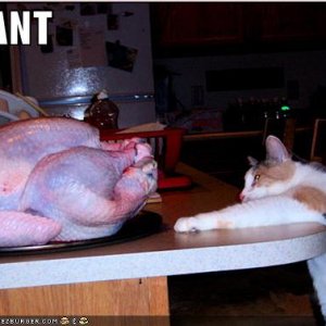 funny-pictures-cat-wants-turkey.jpg