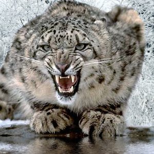 snow-leopard1.jpg