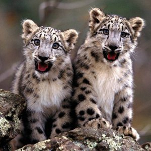 Snow Leopards.jpg