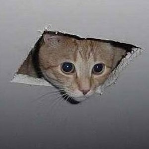 ceiling_cat.jpg