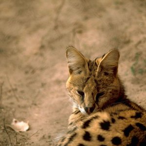 800px-Serval.jpg