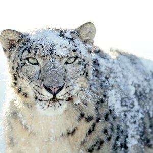 Snow-Leopard.jpg