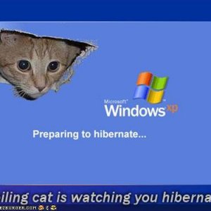 funny-pictures-windows-xp-hibernate-ceiling-cat.jpg