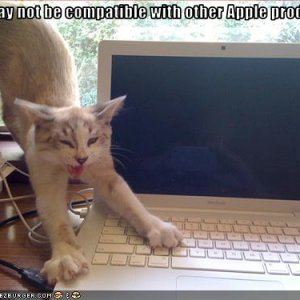 funny-pictures-cat-is-not-compatible-with-laptop.jpg