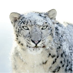 apple-snow-leopard.jpg