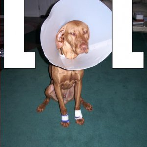 funny-dog-pictures-cone-lol.jpg